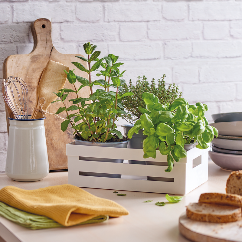 Snips Kitchen Box 2 Liter - Al Makaan Store