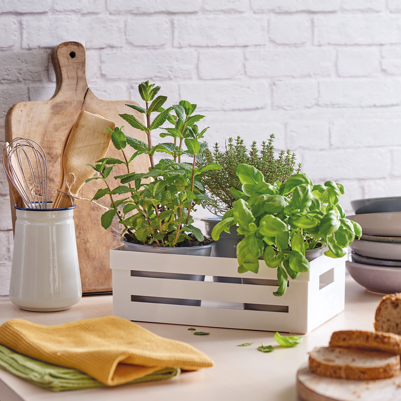 Snips Kitchen Box 5 Liter - Al Makaan Store